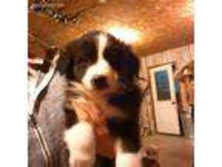 Mutt Puppy for sale in Flora, IN, USA