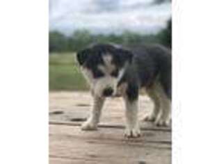 Siberian Husky Puppy for sale in Greenbrier, AR, USA
