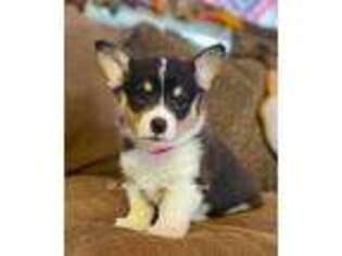 Pembroke Welsh Corgi Puppy for sale in Campbell, TX, USA