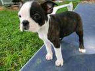 Boston Terrier Puppy for sale in Harrisonburg, VA, USA
