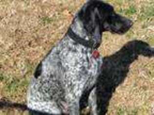 German Shorthaired Pointer Puppy for sale in Baltimore, MD, USA