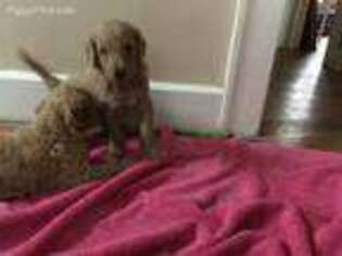 Mutt Puppy for sale in Lakewood, OH, USA