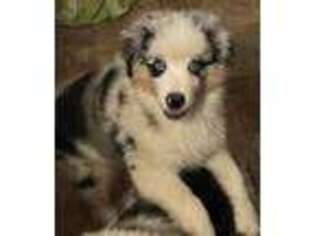Miniature Australian Shepherd Puppy for sale in Colebrook, NH, USA