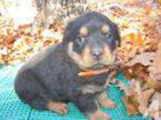 Rottweiler Puppy for sale in WEST PLAINS, MO, USA