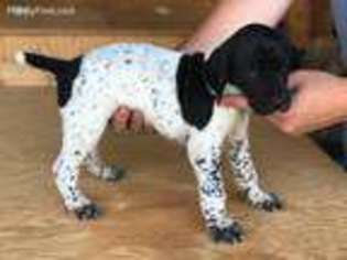 German Shorthaired Pointer Puppy for sale in Warrior, AL, USA