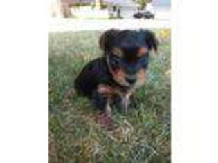 Yorkshire Terrier Puppy for sale in Cedar Falls, IA, USA