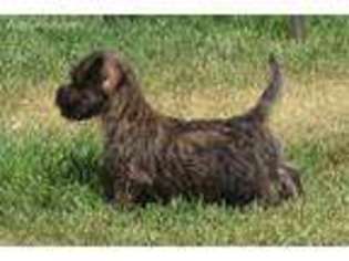 Cairn Terrier Puppy for sale in Park Rapids, MN, USA