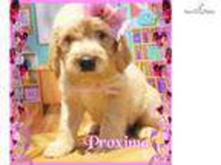 Labradoodle Puppy for sale in Nashville, TN, USA