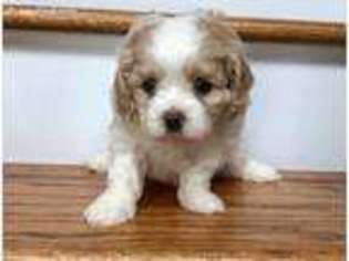 Cavachon Puppy for sale in Cartersville, GA, USA