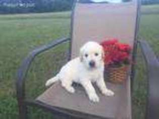 Golden Retriever Puppy for sale in Pickton, TX, USA