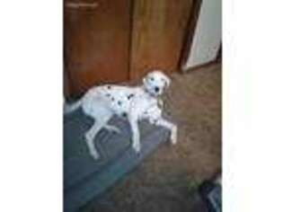 Dalmatian Puppy for sale in Leavenworth, KS, USA