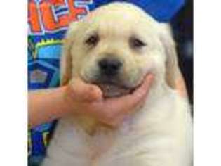 Labrador Retriever Puppy for sale in Seneca, KS, USA