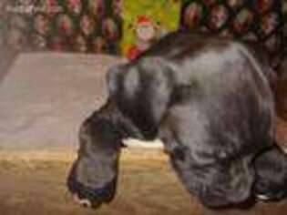 Boxer Puppy for sale in Goldsboro, NC, USA
