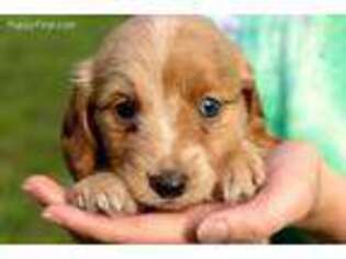 Dachshund Puppy for sale in Brooklyn, CT, USA
