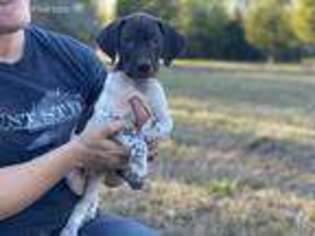 German Shorthaired Pointer Puppy for sale in Coldspring, TX, USA
