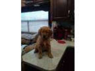 Golden Retriever Puppy for sale in Alvin, TX, USA