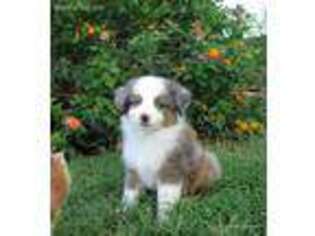 Miniature Australian Shepherd Puppy for sale in Barry, TX, USA