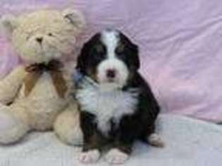 Bernese Mountain Dog Puppy for sale in Wellman, IA, USA