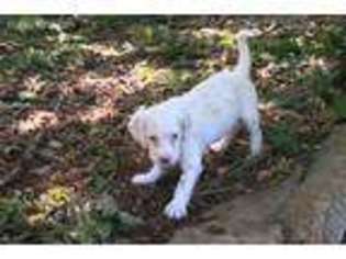English Setter Puppy for sale in Royalston, MA, USA