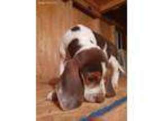 Beagle Puppy for sale in Kaysville, UT, USA