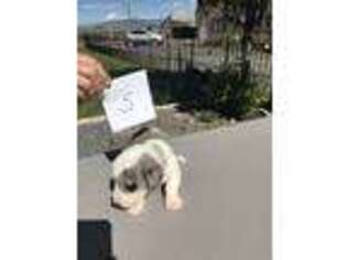 Cardigan Welsh Corgi Puppy for sale in Cedar Valley, UT, USA