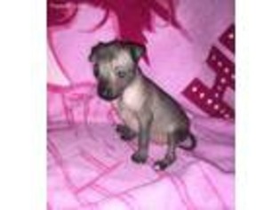 Chinese Crested Puppy for sale in Columbus, OH, USA