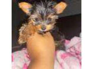 Yorkshire Terrier Puppy for sale in Winterville, NC, USA
