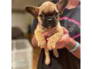 French Bulldog Puppy for sale in Orange, CA, USA