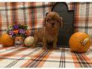 Cavapoo Puppy for sale in Raleigh, NC, USA