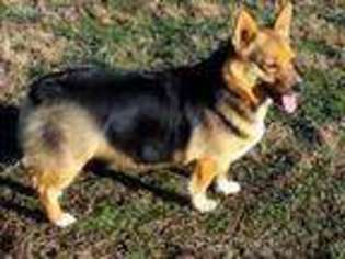 Pembroke Welsh Corgi Puppy for sale in Meadow Bridge, WV, USA