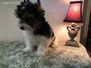 Biewer Terrier Puppy for sale in Cedartown, GA, USA