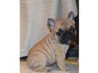 French Bulldog Puppy for sale in Palmyra, VA, USA