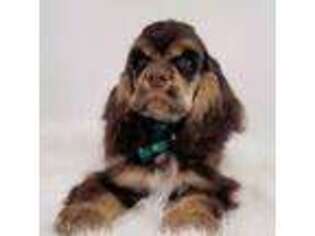 Cocker Spaniel Puppy for sale in Blackfoot, ID, USA