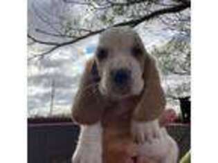 Basset Hound Puppy for sale in Independence, KS, USA