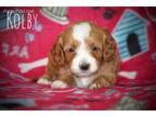 Cavapoo Puppy for sale in Plummer, ID, USA