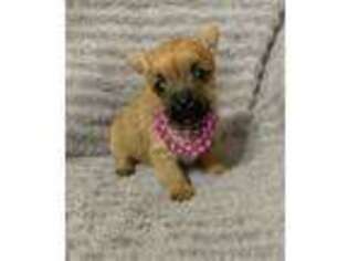 Norwich Terrier Puppy for sale in Alton, MO, USA