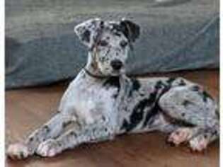 Great Dane Puppy for sale in Mount Vernon, MO, USA