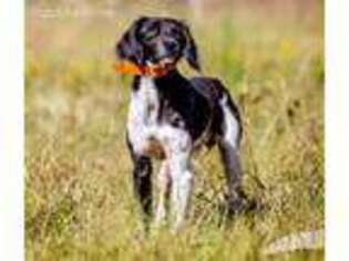 Brittany Puppy for sale in Pollok, TX, USA