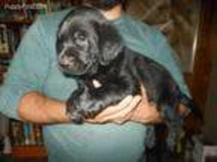 Labrador Retriever Puppy for sale in Santa Fe, NM, USA