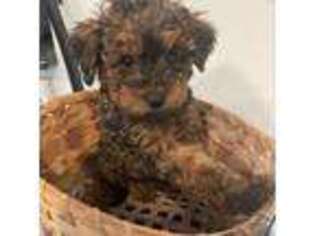 Mutt Puppy for sale in Boyertown, PA, USA