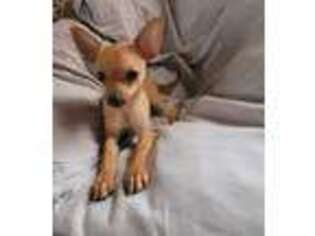 Chihuahua Puppy for sale in Millbury, MA, USA
