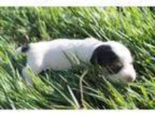 Jack Russell Terrier Puppy for sale in Hotchkiss, CO, USA