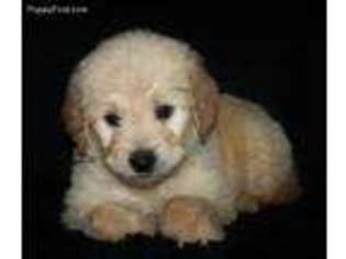 Goldendoodle Puppy for sale in Koshkonong, MO, USA