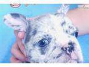 French Bulldog Puppy for sale in Worcester, MA, USA