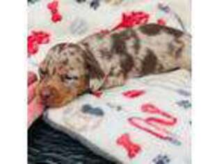 Dachshund Puppy for sale in Visalia, CA, USA