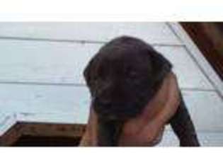 Cane Corso Puppy for sale in Mc Coll, SC, USA