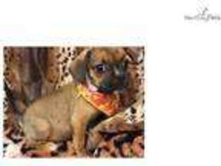 Puggle Puppy for sale in New York, NY, USA