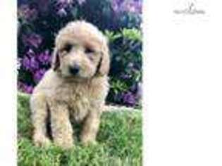 Goldendoodle Puppy for sale in State College, PA, USA