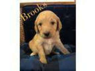 Goldendoodle Puppy for sale in Roseau, MN, USA