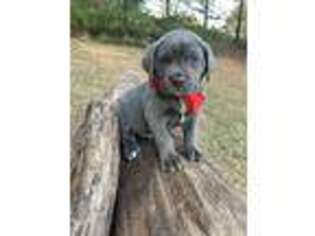 Cane Corso Puppy for sale in Atlanta, GA, USA